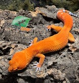 Magazoo Gecko léopard Tangerine tornado  Mâle 4/6/23  #40 (EN COMMANDE SPÉCIAL)