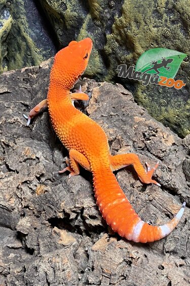 Magazoo Tangerine Tornado Male Leopard Gecko 7/27/23. #41 (SPECIAL ORDER)