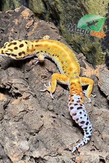 Magazoo Gecko léopard Émerine poss. red stripe Mâle 5/8/23  #42 (EN COMMANDE SPÉCIALE)