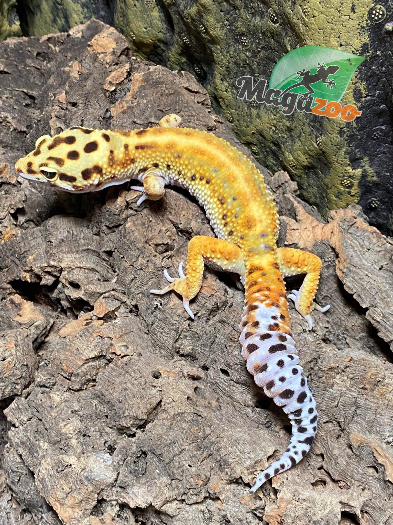 Magazoo Gecko léopard Émerine poss. red stripe Mâle 5/8/23  #42 (EN COMMANDE SPÉCIALE)