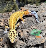 Magazoo Emerine poss. red stripe Male Leopard gecko 8/5/23 #42 (SPECIAL ORDER)