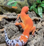 Magazoo Gecko léopard Tangerine tornado femelle 1/8/23 #44 ( EN COMMANDE SPÉCIALE )