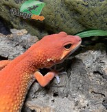 Magazoo Gecko léopard Tangerine tornado femelle 1/8/23 #44 ( EN COMMANDE SPÉCIALE )