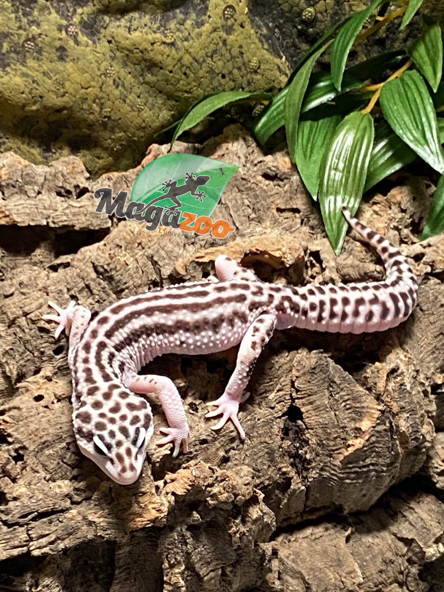 Magazoo Gecko léopard Mack snow Mâle 4/8/23 #45 (EN COMMADE SPÉCIALE)