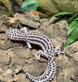 Magazoo Mack snow leopard gecko Male 8/4/23 #45 (SPECIAL ORDER)