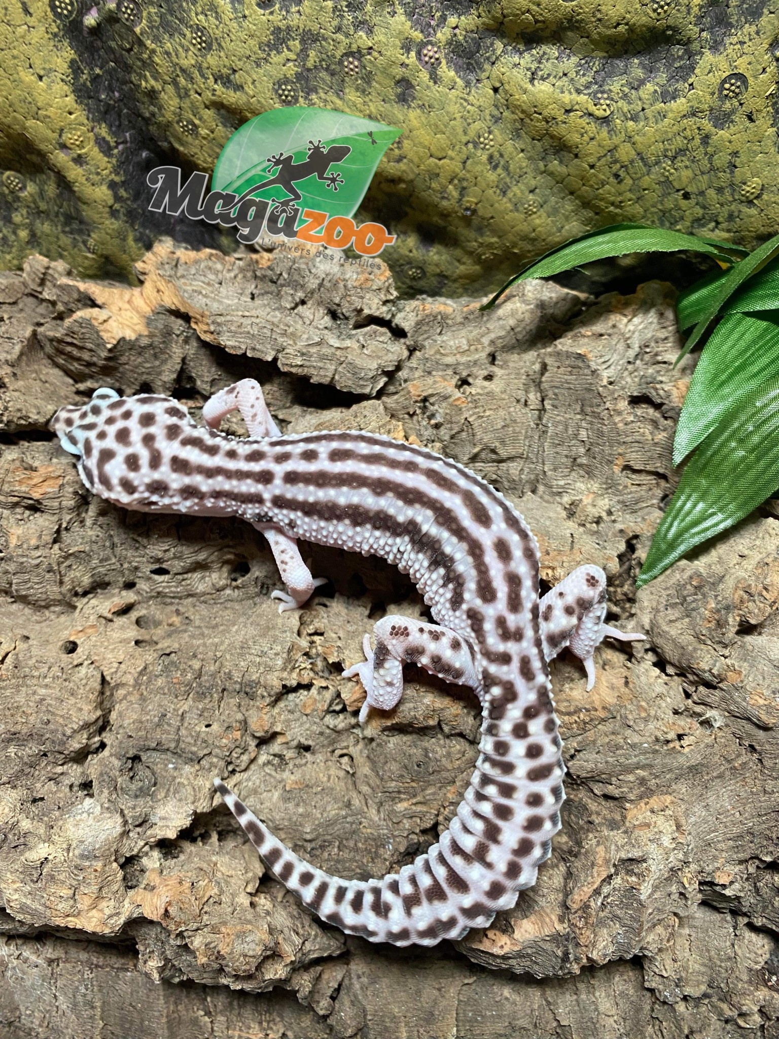 Magazoo Gecko léopard Mack snow Mâle 4/8/23 #45 (EN COMMADE SPÉCIALE)