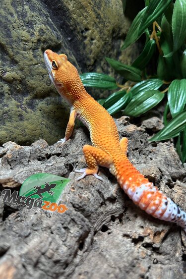 Magazoo Male Super Hypo Tangerine carrot tail Baldy Leopard gecko 7/23/23