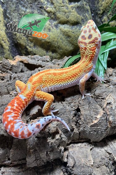 Magazoo Male Redstipe Leopard gecko 9/1/23