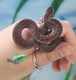 Magazoo Serpent des maisons africain Bébé Femelle #1 Bug oeil