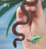 Magazoo Baby female African House Snake #1