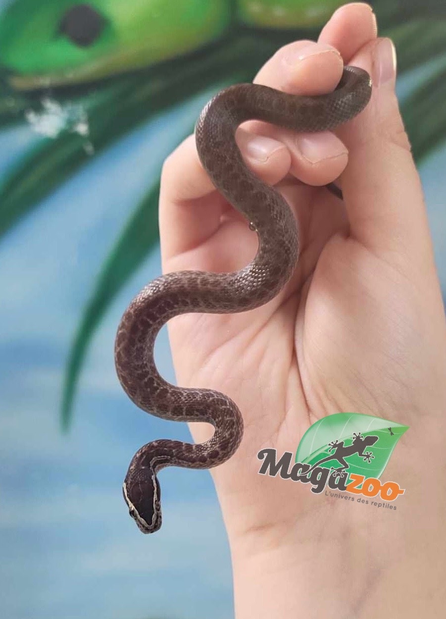 Magazoo Baby female African House Snake #1