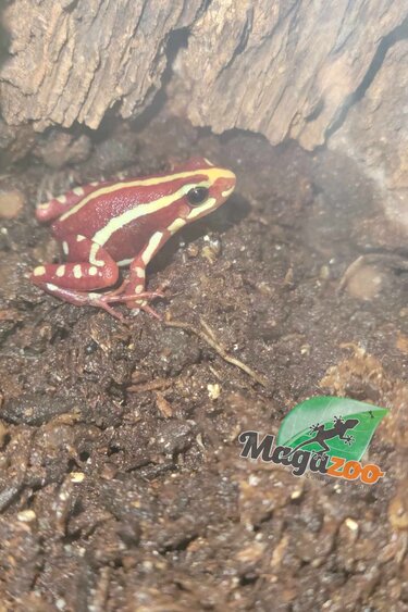 Magazoo Adult Santa Isabel Poison Dart Frog