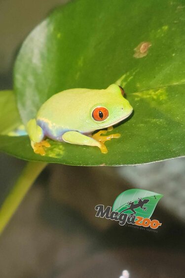 Magazoo Baby Red eyes tree frog  (Captive born)