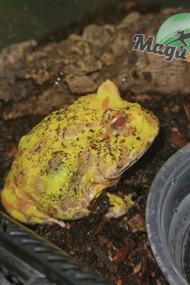 Magazoo Albino Horned frog (PacMan) #1