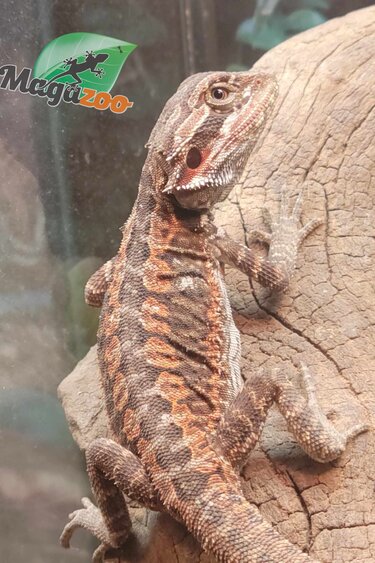 Magazoo Leatherback x 3/4 red monster Bearded dragon #1