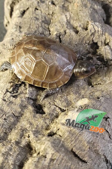 Magazoo Tortue Boîte à Trois Doigts Bébé