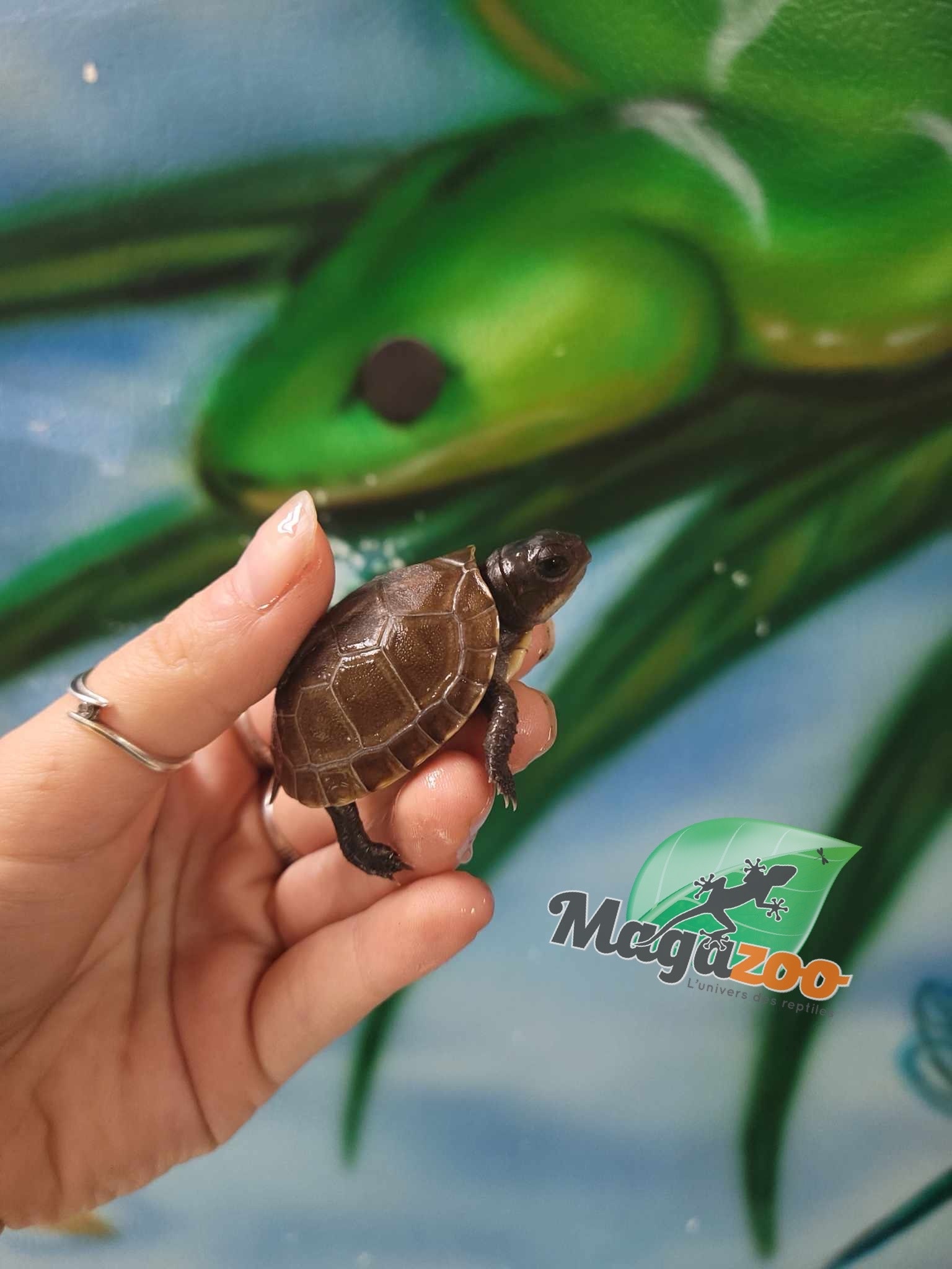 Magazoo Baby Three toe box turtle
