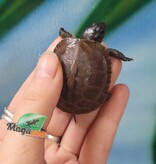Magazoo Baby Three toe box turtle