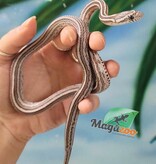 Magazoo Female Tessera Anery Corn snake