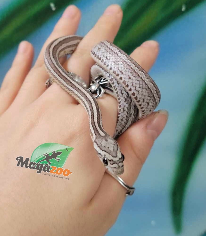 Magazoo Female Tessera Anery Corn snake