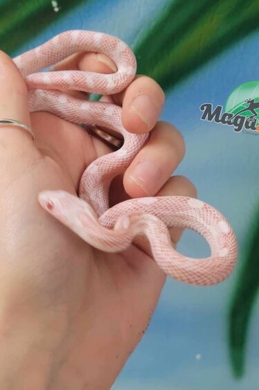 Magazoo Female Peppermint Motley Corn snake