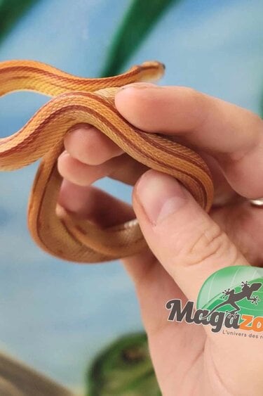 Magazoo Female Hypo Stripe Corn snake