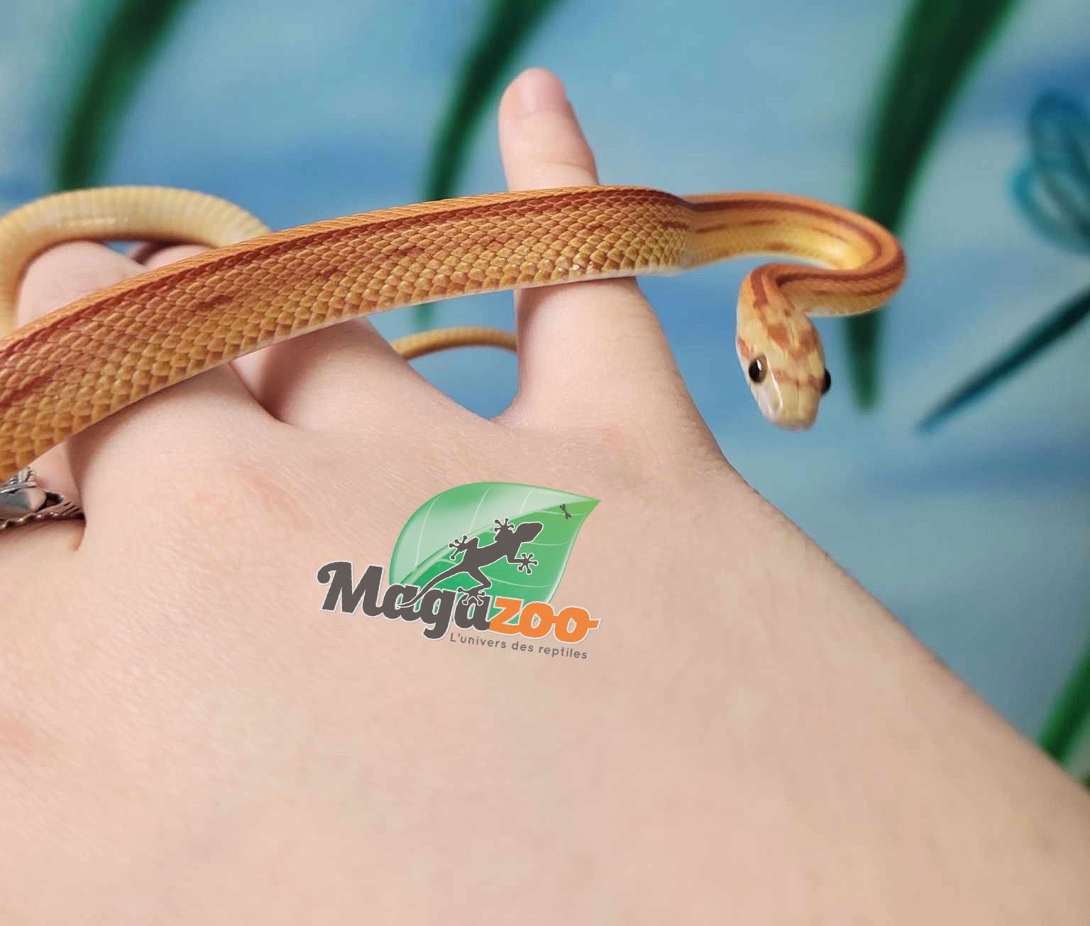 Magazoo Serpent des blés Hypo Stripe Femelle