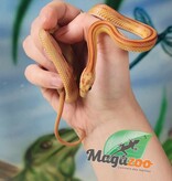 Magazoo Female Hypo Stripe Corn snake