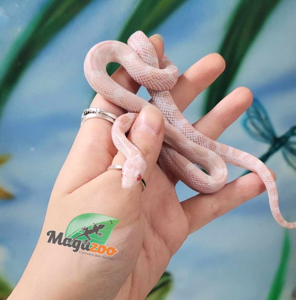 Magazoo Male Peppermint Motley Corn snake