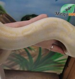 Magazoo Male adult Banana Freeway ball python