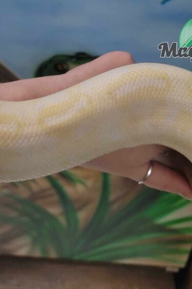 Magazoo Python royal Banana Freeway Mâle adulte