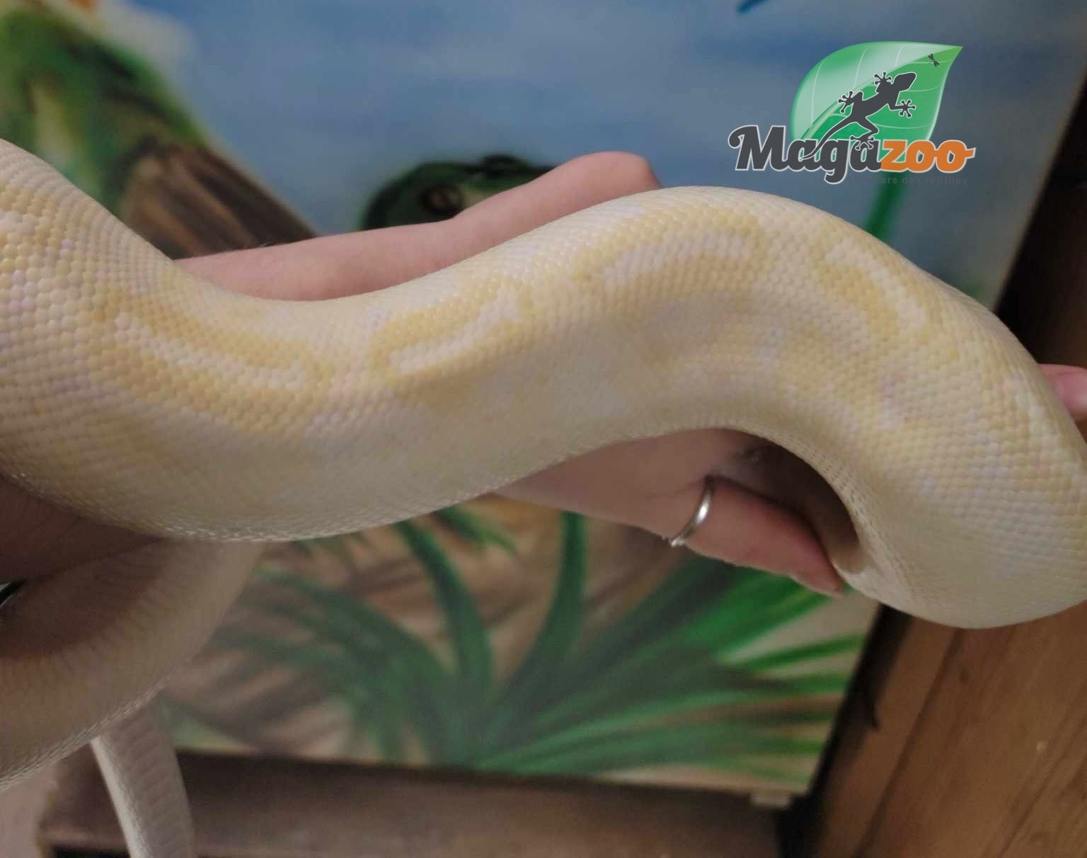 Magazoo Male adult Banana Freeway ball python