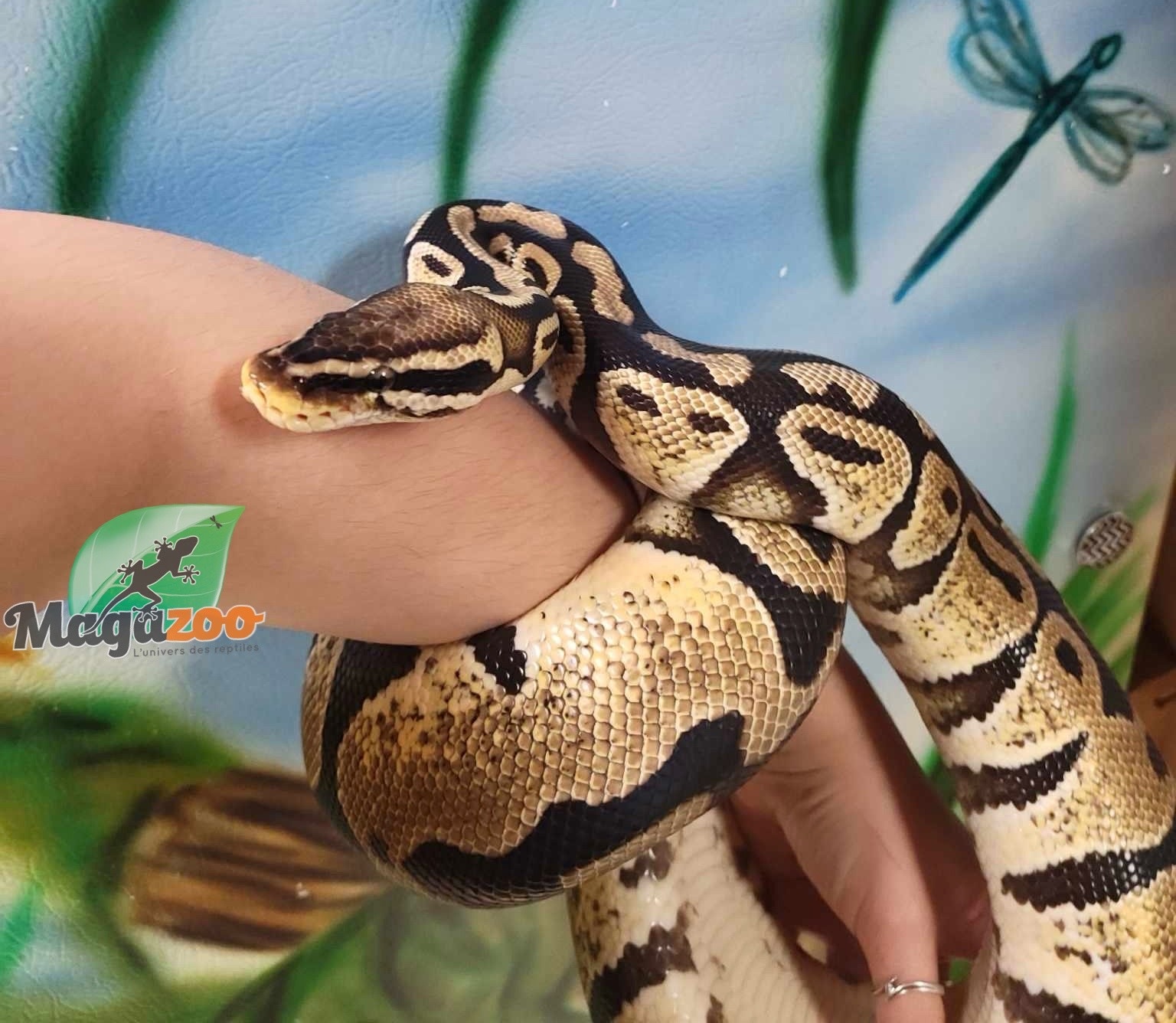 Magazoo Python royal Pastel Femelle Adulte / Adoption - 2ième chance