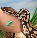 Magazoo Adult Female Pastel Ball Python / Adoption - 2nd chance