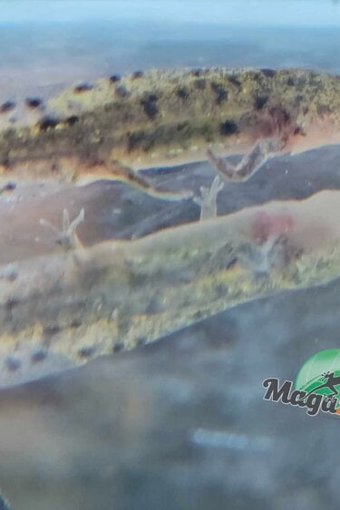 Magazoo Baby spanish Ribbed newts