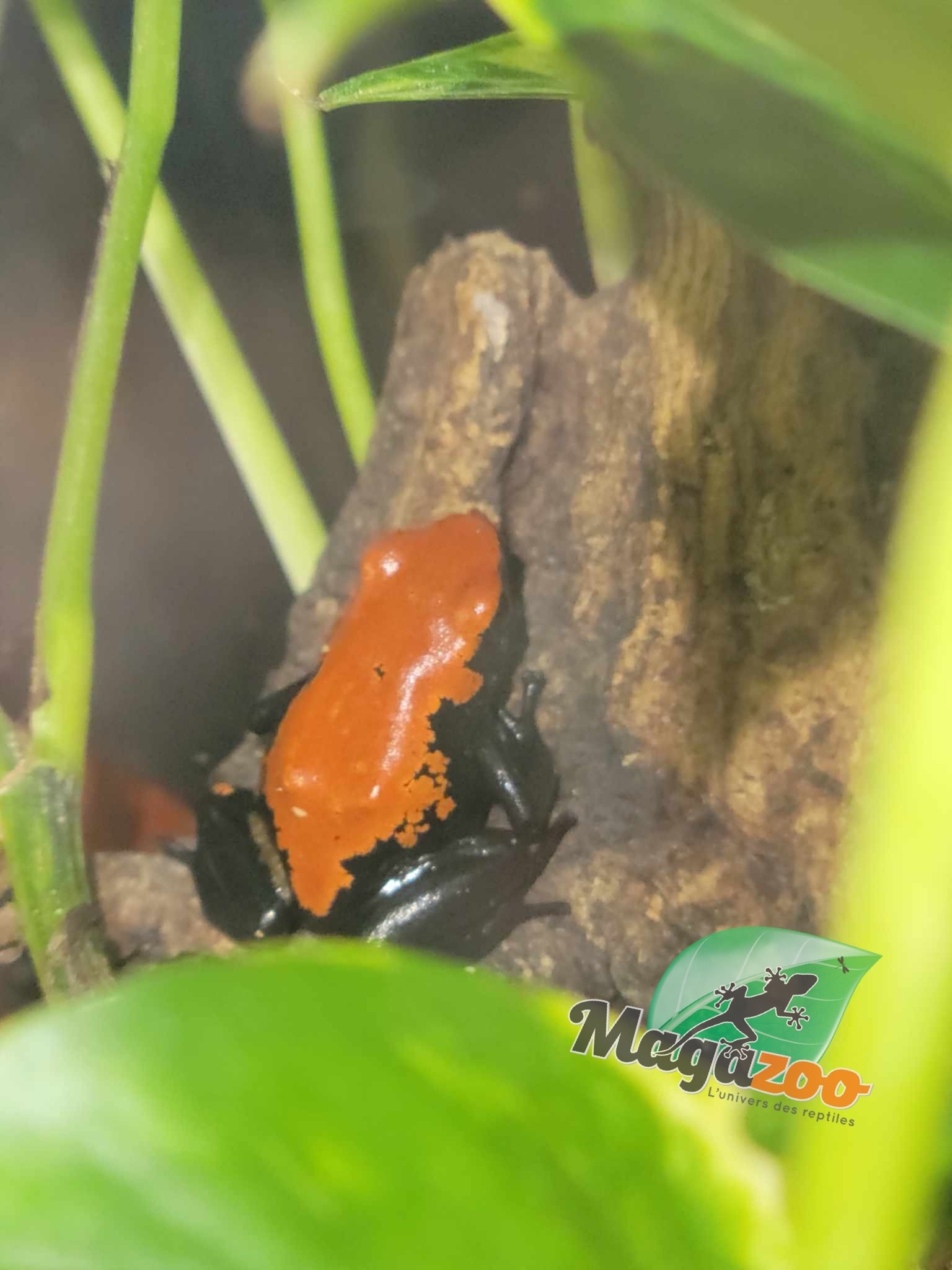Magazoo Splash-backed poison frog / Adelphobates galactonotus