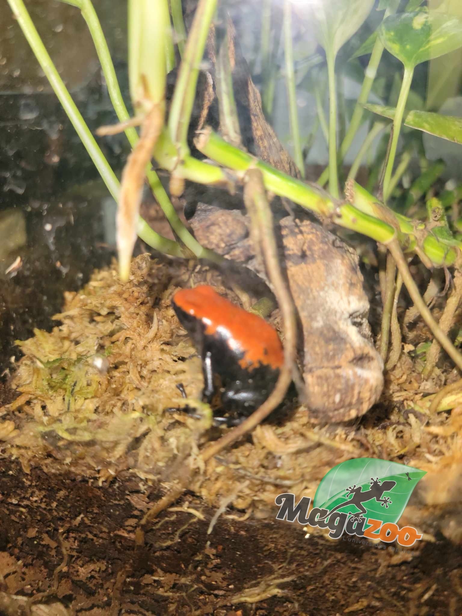 Magazoo Splash-backed poison frog / Adelphobates galactonotus