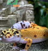 Magazoo Bandit line jungle female Leopard gecko 6/25/23.
