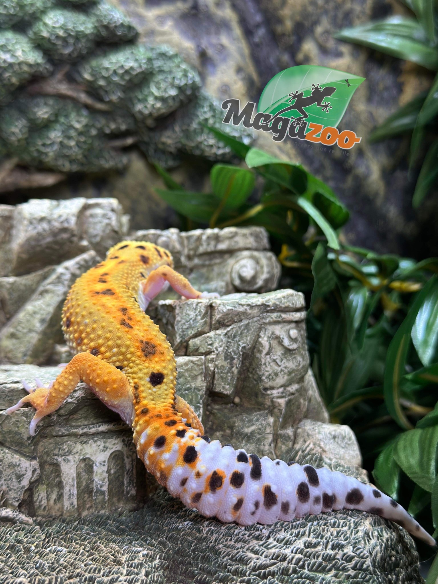 Magazoo Bandit line jungle female Leopard gecko 6/25/23.