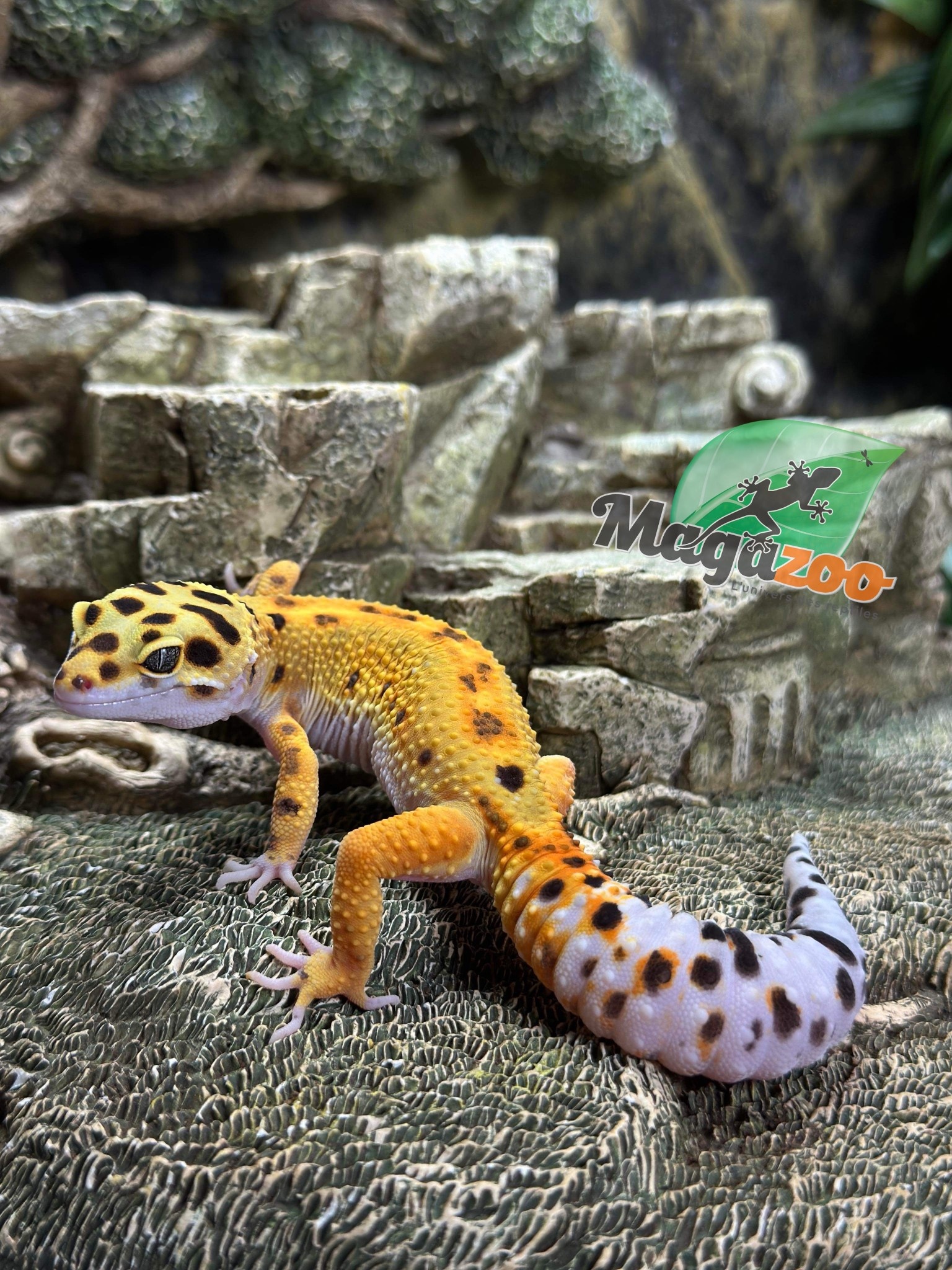 Magazoo Gecko léopard Bandit line jungle femelle 25/6/23.