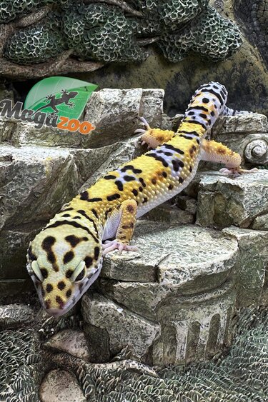 Magazoo Gecko léopard macksnow mâle 7/7/23