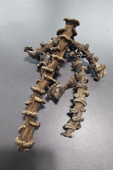 La Swamp LA SWAMP Tiges de banane - Banana Stems