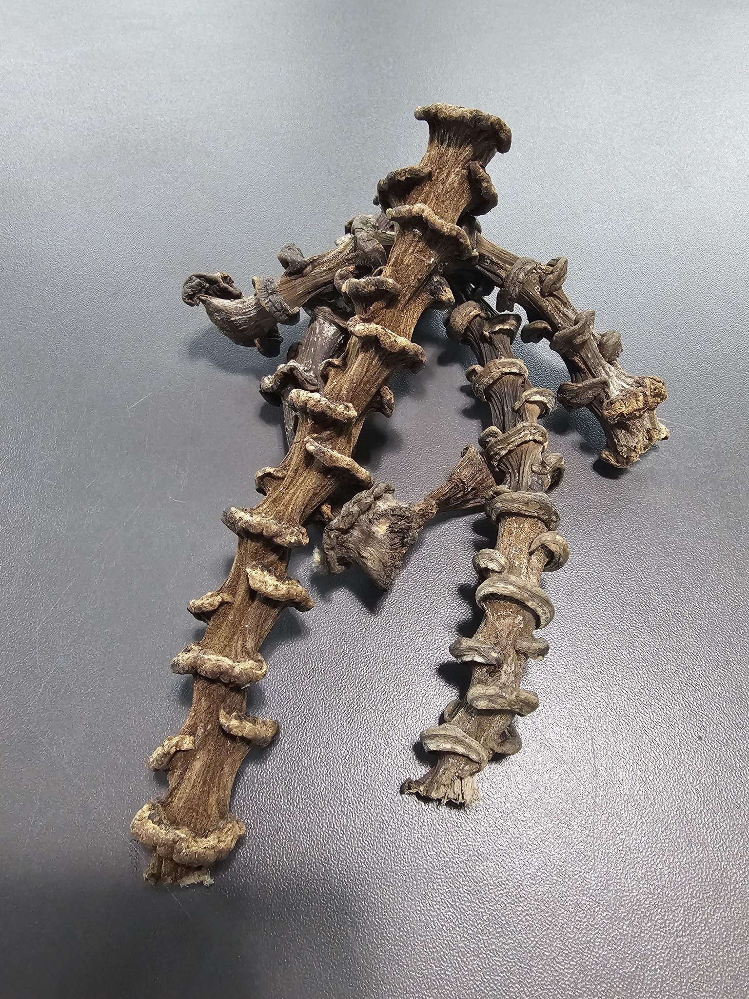 La Swamp LA SWAMP Tiges de banane - Banana Stems