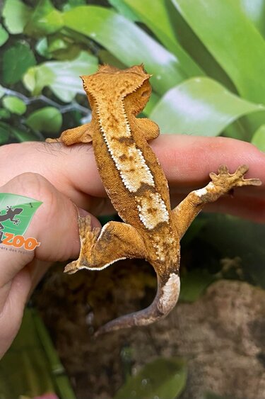 Magazoo Gecko à crête Pinstripe Flame Jaune Juvénile