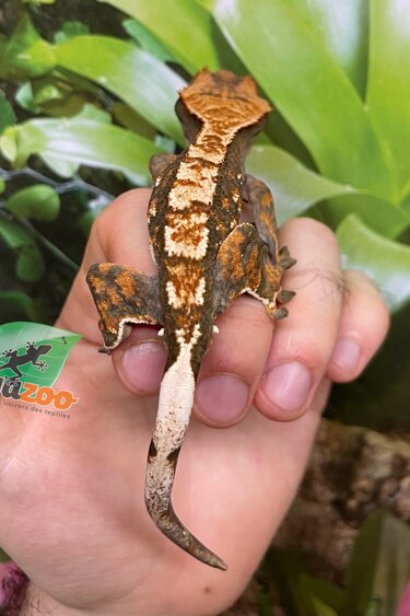 Magazoo Gecko à crête Harlequin Mâle Juvénile