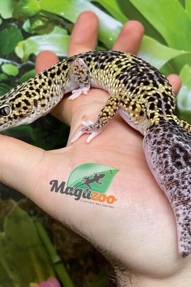 Magazoo Adult Female Leopard Gecko (Regrown Tail) / Adoption - 2nd chance