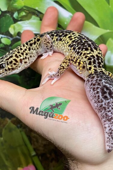 Magazoo Gecko léopard Femelle Adulte (Queue repoussé)  / Adoption - 2ième chance