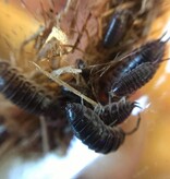 La Swamp Cloporte - Isopods - ISO-CYL-15 Cylisticus Convexus 15+