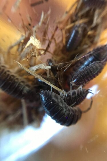 La Swamp Cloporte - Isopods - ISO-CYL-15 Cylisticus Convexus 15+