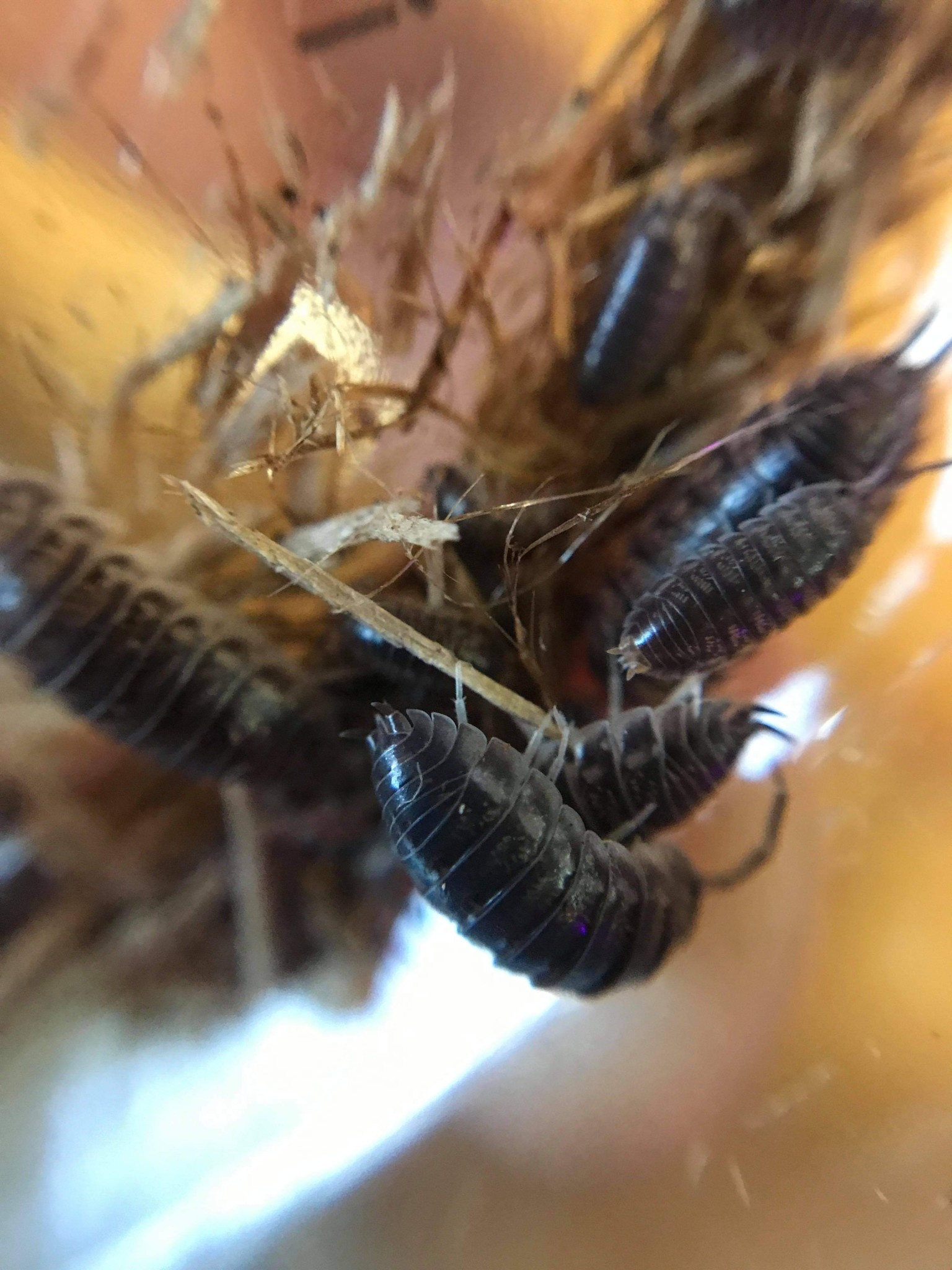 La Swamp Cloporte - Isopods - ISO-CYL-15 Cylisticus Convexus 15+